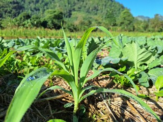 Obraz premium tree corn growing field in the field of landscape cabbage.