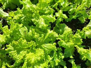 green leaves of a lettuce