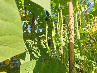 Organic Cowpea or Vigna Unguiculata on tree