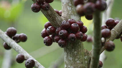The fruit of ficus sp. Ficus is a genus of about 850 species of woody trees, shrubs, vines,...