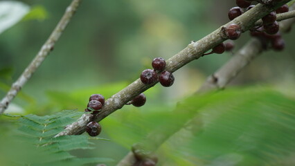 The fruit of ficus sp. Ficus is a genus of about 850 species of woody trees, shrubs, vines, epiphytes and hemiepiphytes in the family Moraceae. Collectively known as fig trees or figs