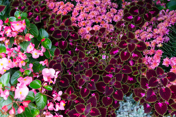 Bright vivid pink begonias background. Begonia flowerbed.
