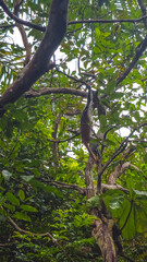 Zanzibar Red Colobuses Monkey