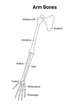 Arm Bone Science Design Vector Illustration Diagram