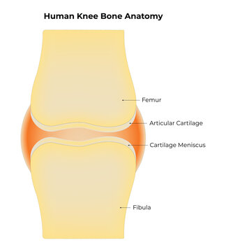 Human Knee Bone Anatomy Science Design Vector Illustration Diagram