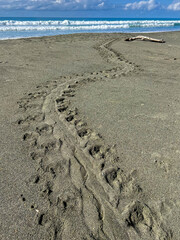 Turtle tracks leading to the ocean on beach in Corcovado National Park, Costa Rica 