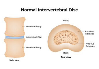 Normal Intervertebral Disc Science Design Vector Illustration Diagram