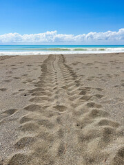 Turtle tracks leading to the ocean on beach in Corcovado National Park, Costa Rica 