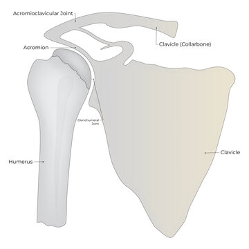 Humerus Clavicle Acromion Science Design Vector Illustration Diagram