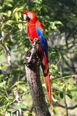 Wild Scarlet Macaw in tree at Macaw Recovery Network, Punta Islita, Costa Rica 