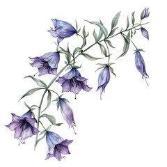 Bellflower in spring season watercolor illustration, AI generated.