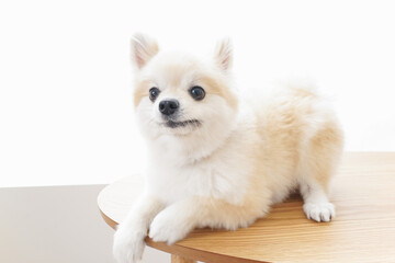 可愛い室内犬