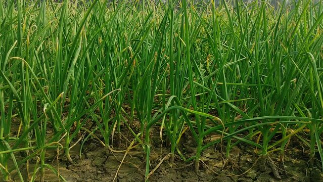 Farmers are cultivating garlic with advanced technology