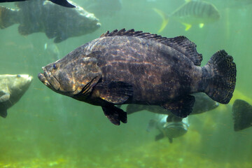 Fototapeta premium Giant grouper fish in aquarium water