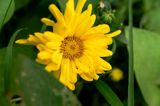 The yellow flowers from the Helianthus doronicoides plant blooming in the yard.