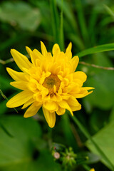 The yellow flowers from the Helianthus doronicoides plant blooming in the yard.
