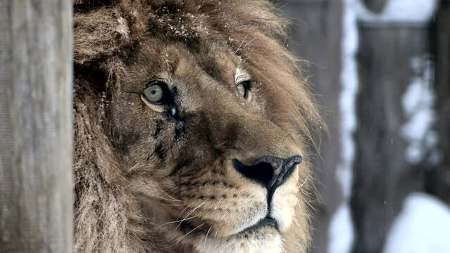 Close Up of Lion by Fence