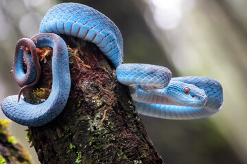 Trimeresurus Insularis or Blue Pit Viper usually founded in Indonesia tropical rain forests,...