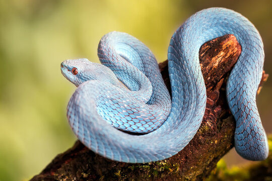 Trimeresurus Insularis or Blue Pit Viper usually founded in Indonesia tropical rain forests, especially in Nusa Tenggara Island. Venomous snake, yet beautiful to watch.