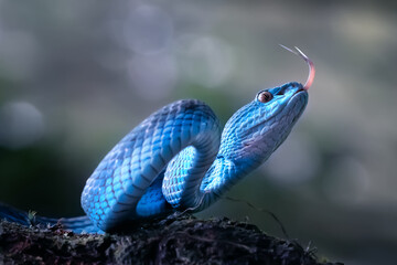 Trimeresurus Insularis or Blue Pit Viper usually founded in Indonesia tropical rain forests,...