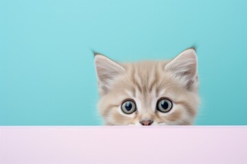 A cute kitten with big eyes curiously peeking over a pastel-colored edge.