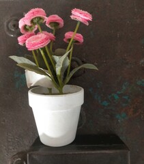 pink flower in a pot