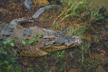 Borneo Saltwater Crocodile or Crocodylus raninus close-up head.