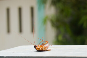 Dead cockroach