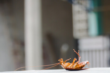 Dead cockroach
