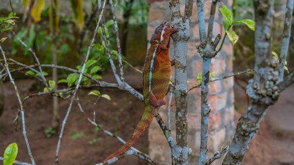 A bright panther chameleon Furcifer Pardalis  climbs a tree. Red-orange pimply skin with green and turquoise stripes, long tail. Side view. Madagascar. Kennel reptiles Peyriyar