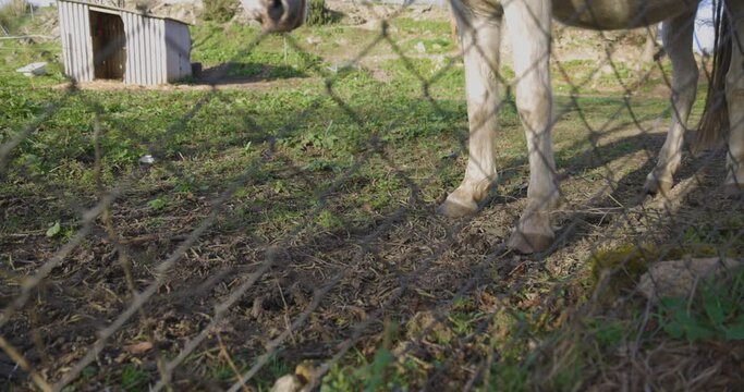 White horse steed in garden with fence walking and grazing on a sunny bright day.