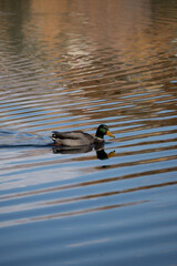 Duck in swimming in lake on an autumn day 