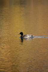 Duck in swimming in lake on an autumn day 