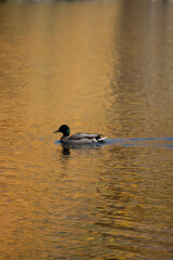 Duck in swimming in lake on an autumn day 