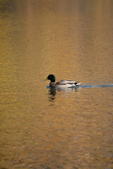 Duck in swimming in lake on an autumn day 