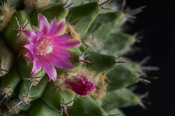 Cactus pink petals flower in closeup