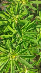 Fototapeta premium Close up of Fenugreek plants shrubs growing in winter season in India. Fresh green leafy vegetables grown in home kitchen garden to make curry sabzi in Asian Indian pakistani cuisines 
