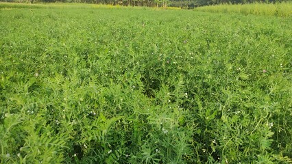 There are very beautiful lentil trees in the land. Lentil plant growing close up. Macro photo of a...