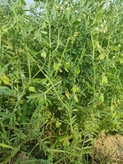 Obraz premium Image of fresh lentil land in the field. Lentil plant growing close up. Macro photo of a lentil (Lens culinaris) flower in a field. 