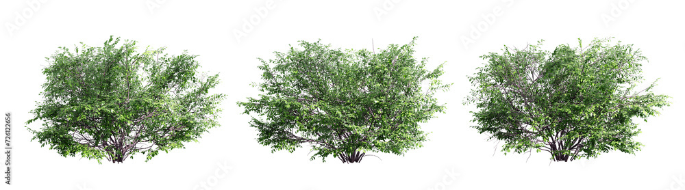 Poster euonymus isolate transparent background.3d rendering png