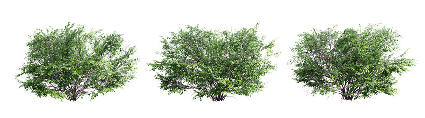 Euonymus isolate transparent background.3d rendering PNG