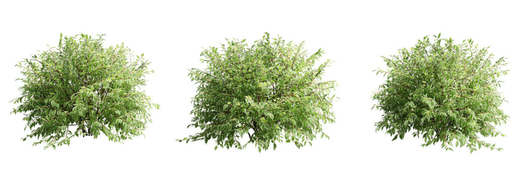 Cornus alba elegantissima isolate transparent background.3d rendering PNG