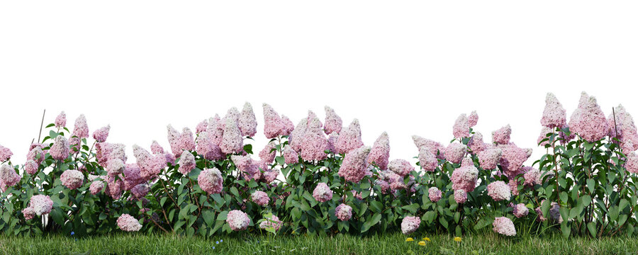 Hydrangea paniculata isolate transparent background.3d rendering PNG