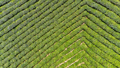tea fields pattern