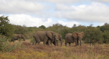 Obraz premium Afrikanischer Elefant / African elephant / Loxodonta africana