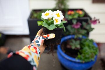 A close up of bi-colored primula flowers in a small starter pot. A gardener wearing long sleeved...