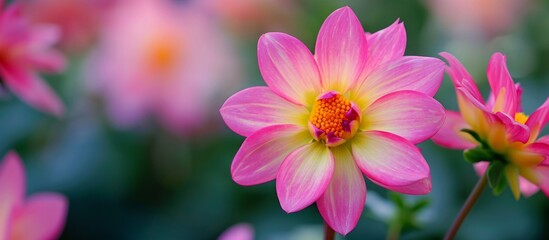 In bloom is the cactus dahlia 'polventon fireball', displaying bright pink and yellow colors.