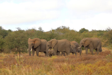 Fototapeta premium Afrikanischer Elefant / African elephant / Loxodonta africana