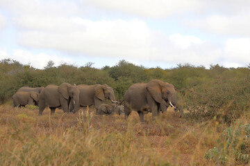 Afrikanischer Elefant / African elephant / Loxodonta africana