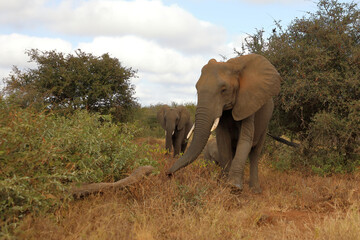 Afrikanischer Elefant / African elephant / Loxodonta africana